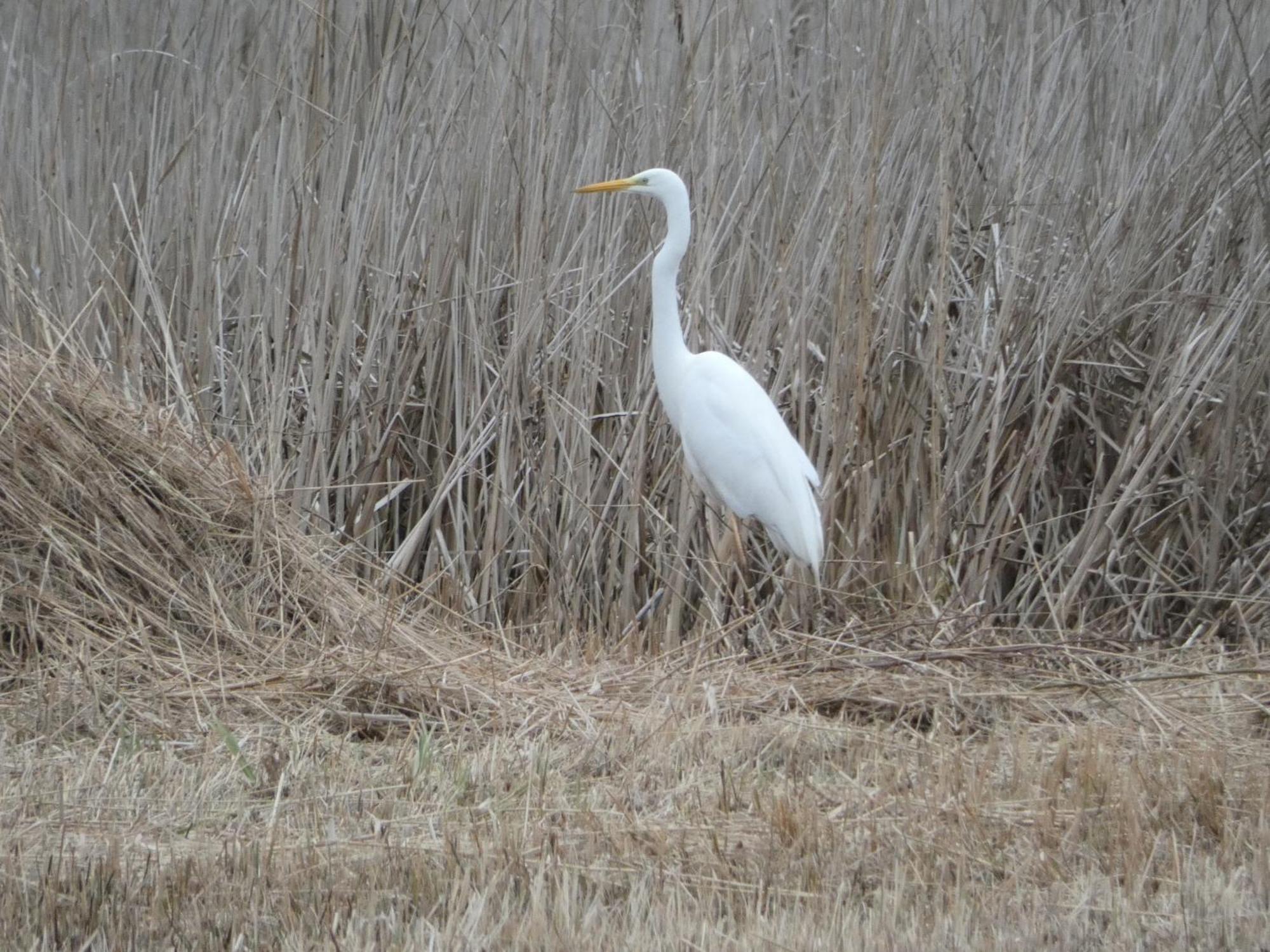 B&B De Zilverreiger Belt-Schutsloot Zewnętrze zdjęcie